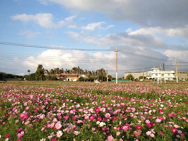 103.11三芝賞花