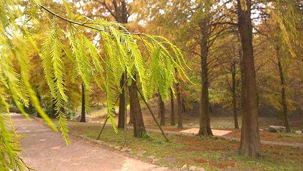 103.12宜蘭運動公園落雨松