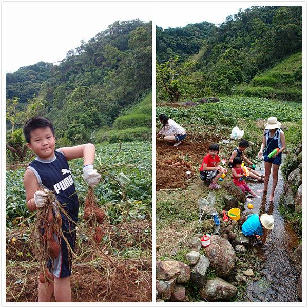104.09金山挖地瓜 104.09金山挖地瓜