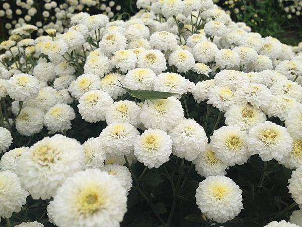 104.11銅鑼杭菊展 104.11銅鑼杭菊展