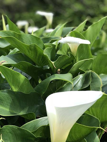 綠山谷海芋