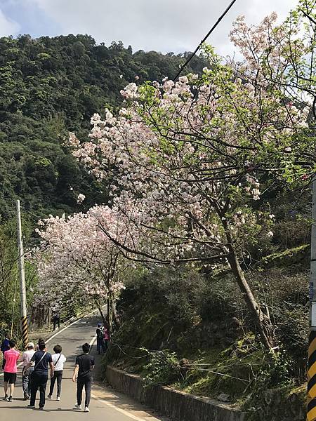 楓樹湖木蘭花