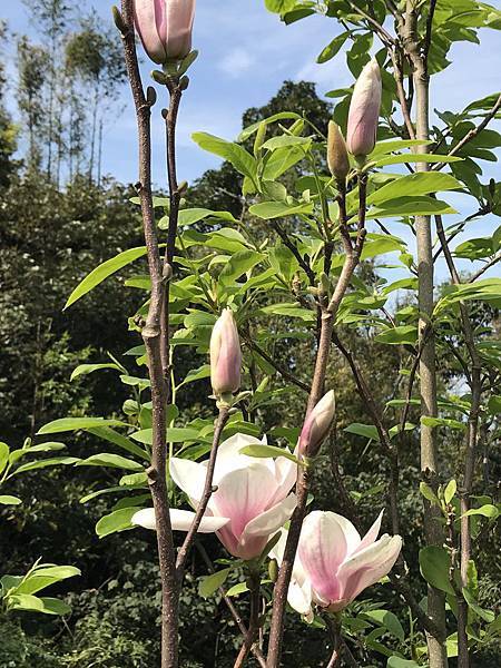 楓樹湖木蘭花