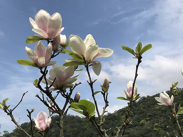 楓樹湖木蘭花