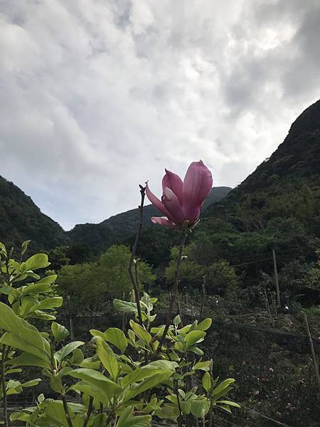 楓樹湖木蘭花