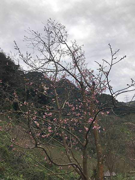 新北三峽~大熊櫻花林