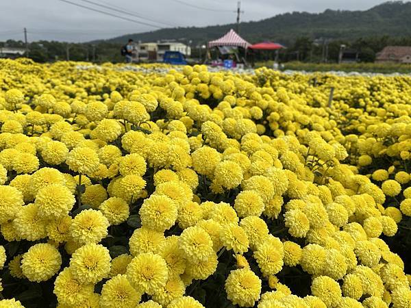 銅鑼杭菊