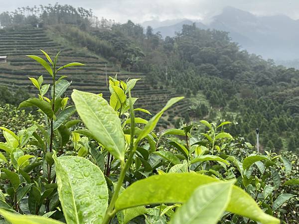 鹿篙咖啡茶園