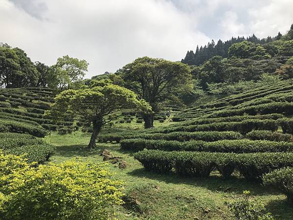 熊空茶園