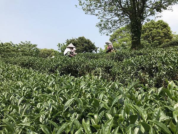 新北三峽~熊空茶園*台灣農林