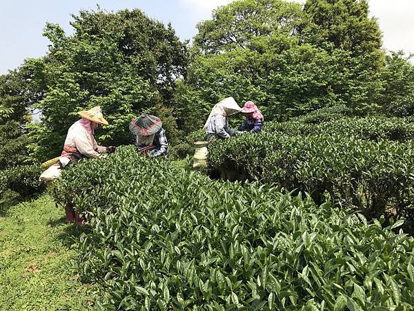 新北三峽~熊空茶園*台灣農林