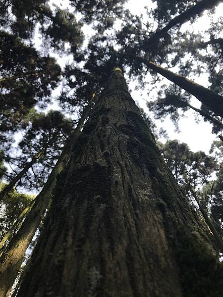 熊空茶園