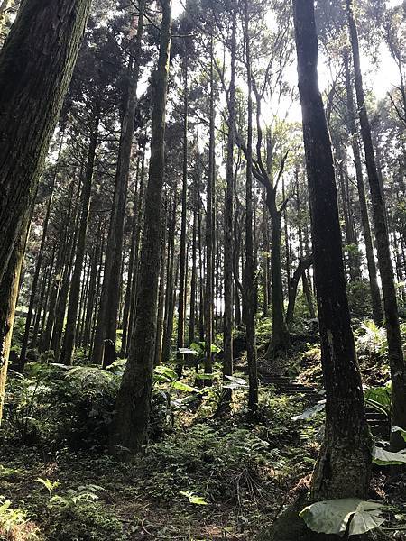 熊空茶園