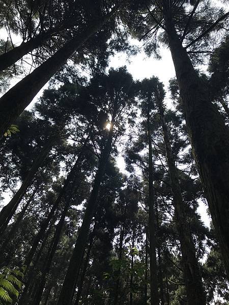 熊空茶園