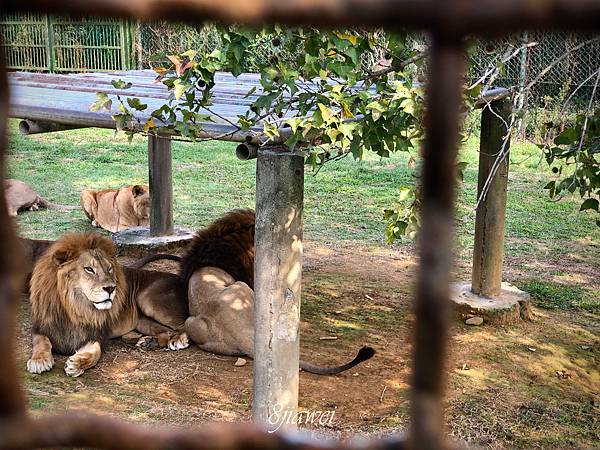 【六福村勇闖猛獸島】餵獅子？餵老虎？近距離接觸猛獸的最佳機會