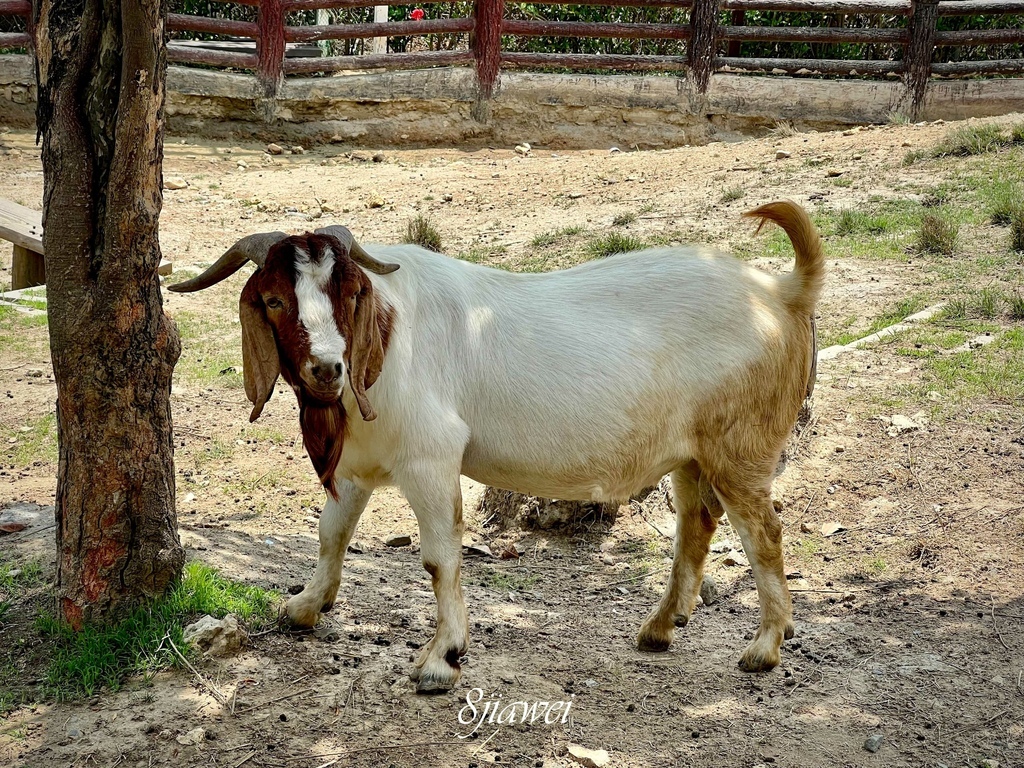 【兩天一夜高雄這樣玩】壽山動物園、草衙道卡丁車、愛河貢多拉遊