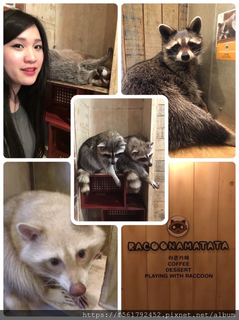 釜山景點浣熊咖啡廳RACOONAMATATA