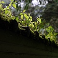 DSC06145.JPG