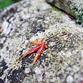 DSC06179.JPG