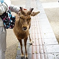 DSC01225.JPG