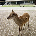 DSC01269.JPG