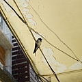 DSC03898.JPG