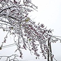 DSC09156-nof.jpg