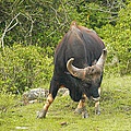印度野牛.jpg