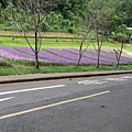 2014.9.21在大溪花海裡所拍的1