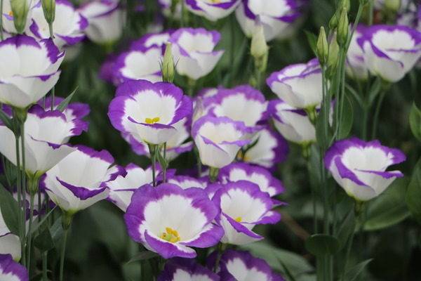 157e13526650ad.jpg 157e13526650ad.jpg