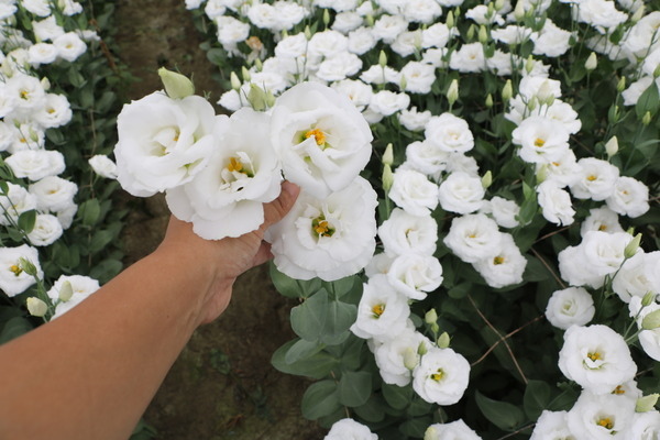 157e135918a037.jpg 157e135918a037.jpg