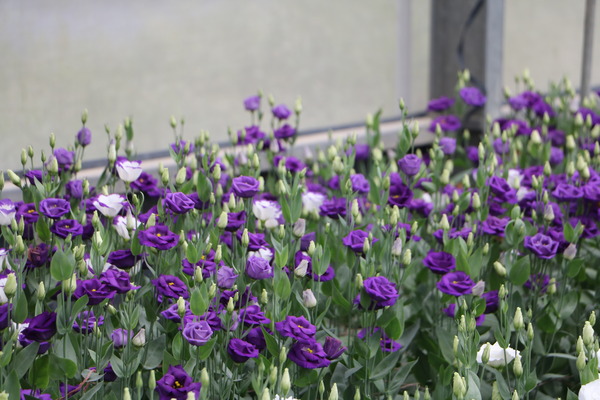 157e1347ba93cd.jpg 157e1347ba93cd.jpg