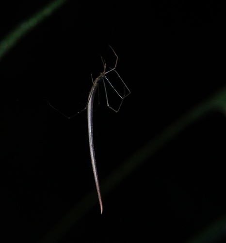 cgm380b5ebd8a467e20a0d4e76d41d8ca30816.jpg cgm380b5ebd8a467e20a0d4e76d41d8ca30816.jpg