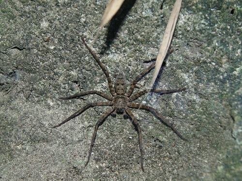 cgm7cfa3dc41883de31107807f785f4c9b7762.jpg cgm7cfa3dc41883de31107807f785f4c9b7762.jpg