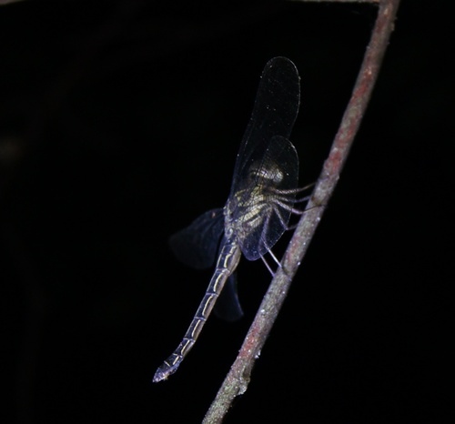 cgm690b1e1227a04f640396a495e9768167772.jpg cgm690b1e1227a04f640396a495e9768167772.jpg