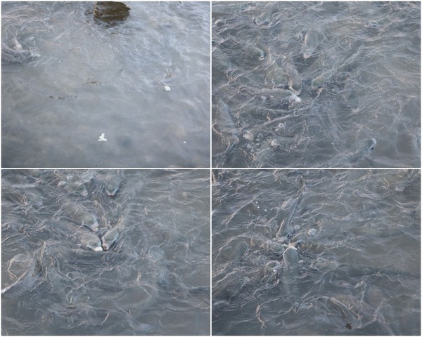 cgmf82fd86aba5eb383a8375439097e7eae104.jpg cgmf82fd86aba5eb383a8375439097e7eae104.jpg