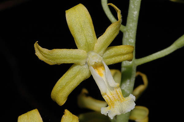黃花肖頭蕊蘭 黃花肖頭蕊蘭