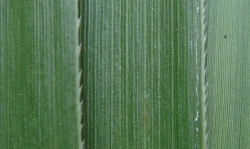 752970831_m.jpg 752970831_m.jpg