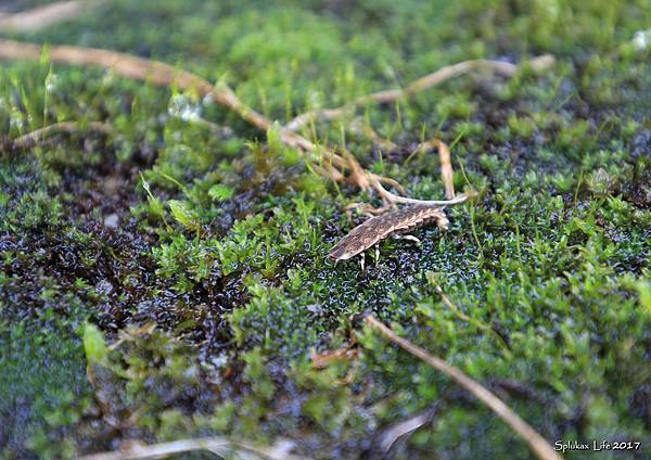 1-IMG_0511(小).jpg 1-IMG_0511(小).jpg