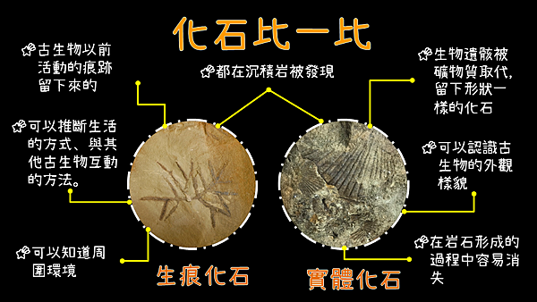 一些圖檔(化石比一比).png