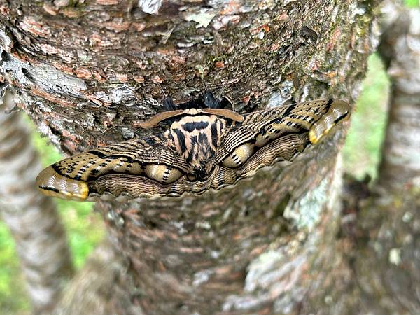 IMG_0046.jpg IMG_0046.jpg