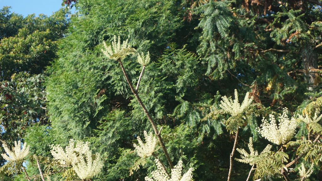 🍂臺灣楤木｜涼秋限定的蟲蟲🍂