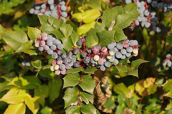 🍃竹子山十大功勞｜特別的名字  🍃
