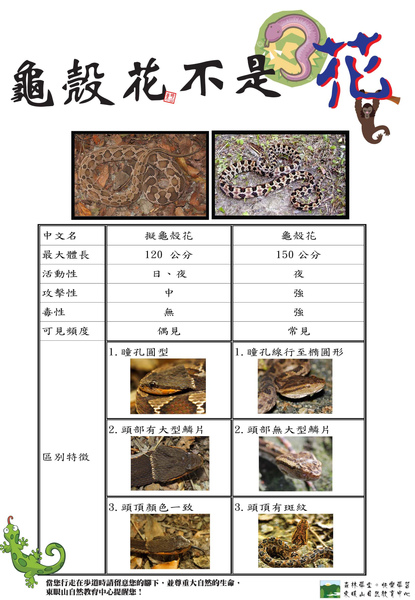龜殼花不是花 龜殼花不是花