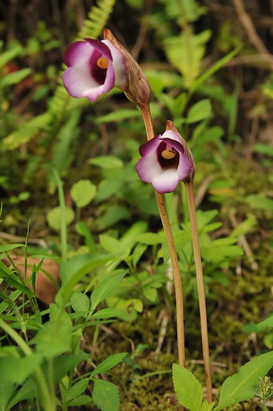 野菰 野菰