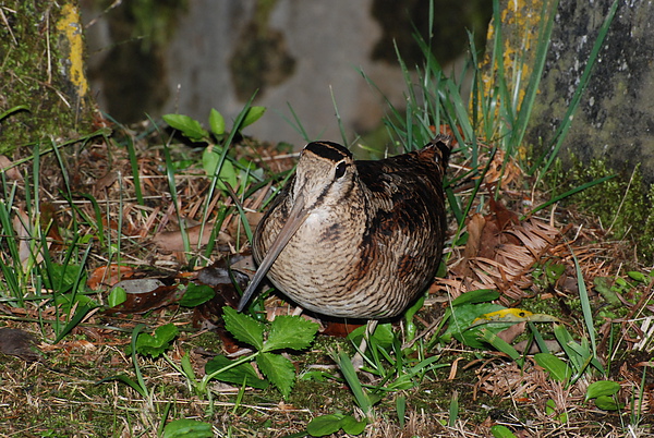 DSC_1776.JPG DSC_1776.JPG