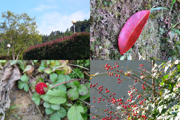 紅色.jpg 紅色.jpg