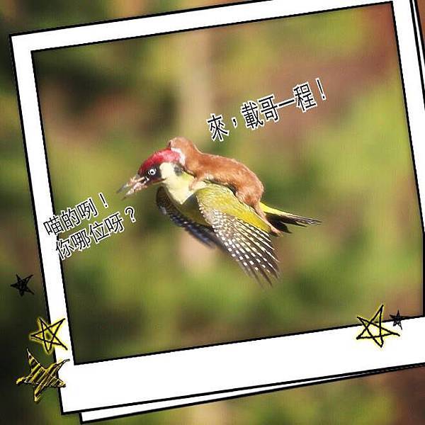 weasle pic 3.5 weasle pic 3.5