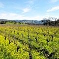 Napa- Mustard 4.JPG