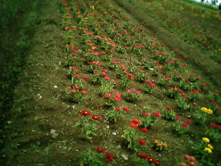 IMG1955A.jpg